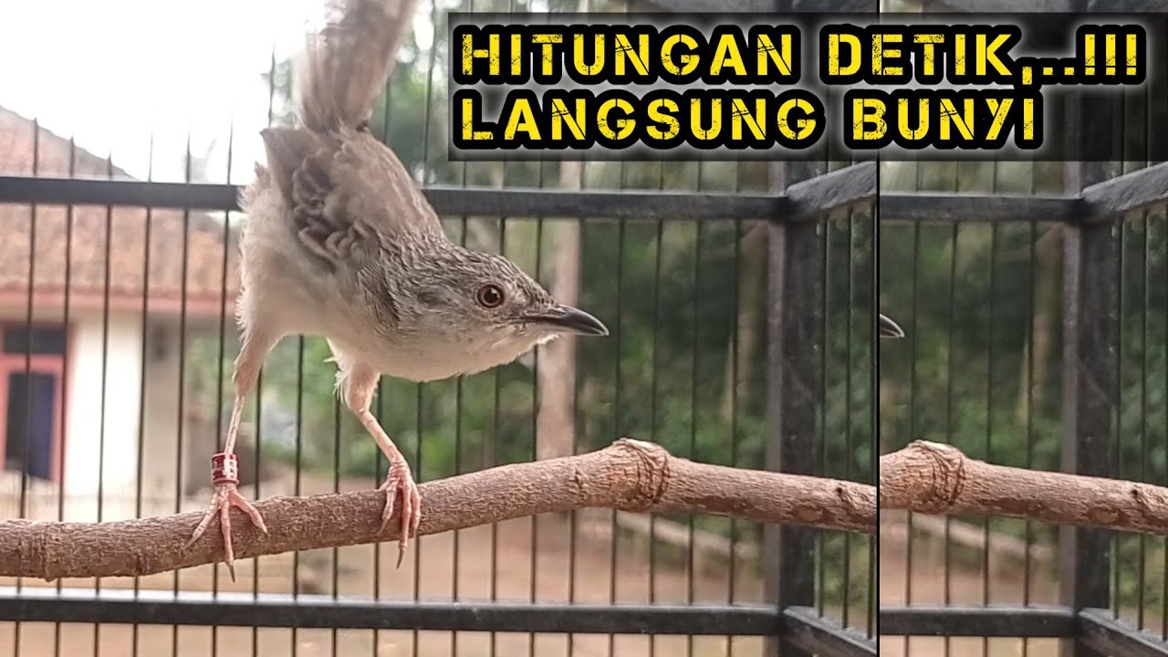 Pancingan Cigun Bahan Agar Bunyi Langsung Ngebren Paling Ampuh