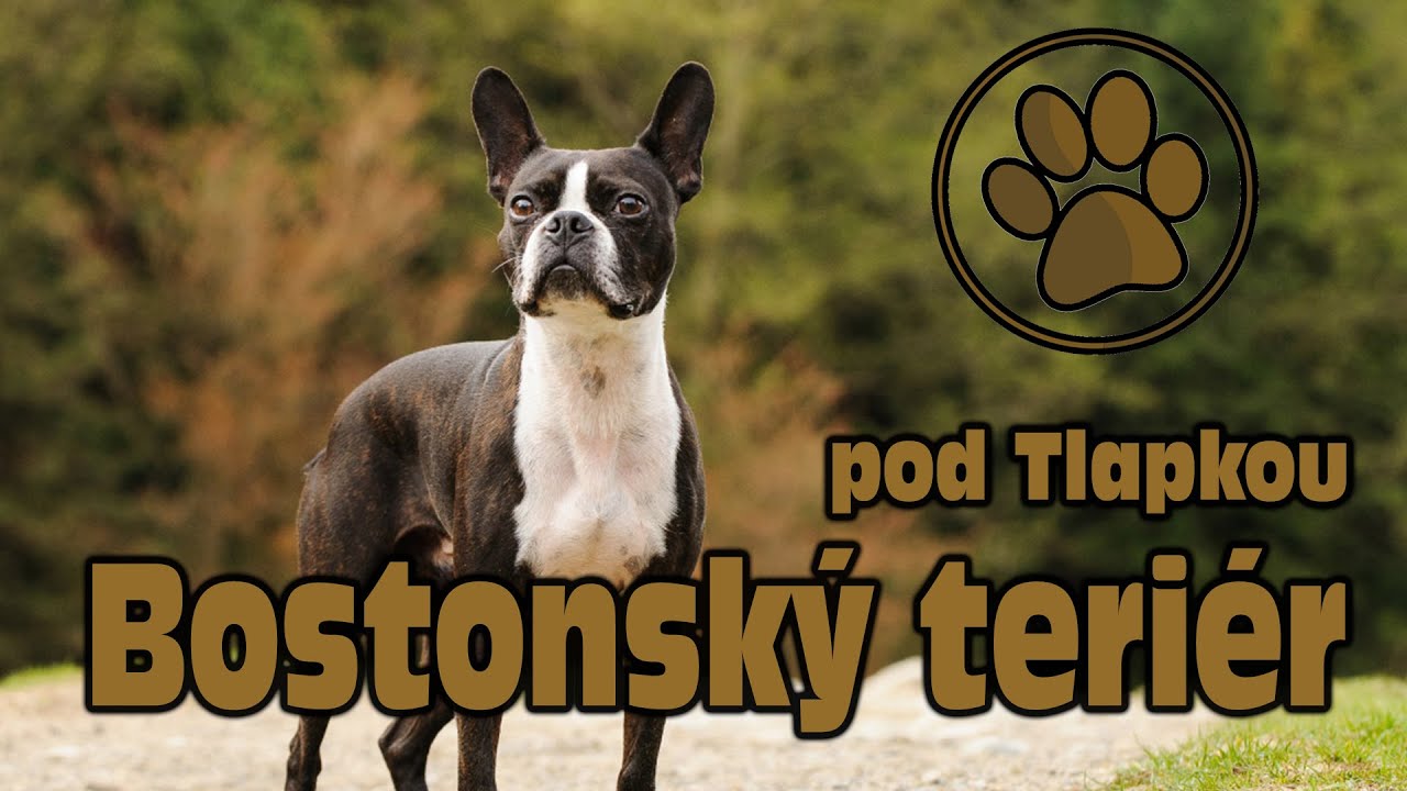 BOSTONSK&Yacute; TERI&Eacute;R | O PLEMENU