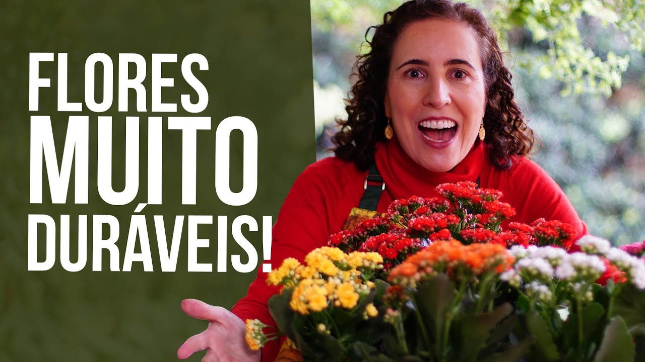 FLOR-DA-FORTUNA (Calandiva) - DICAS DE CULTIVO | Nô Figueiredo