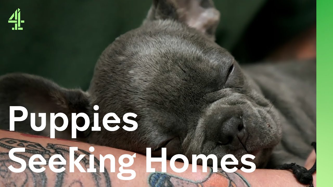 Can these adorable homeless puppies find new homes?  | The Dog House 🐶 | Compilation