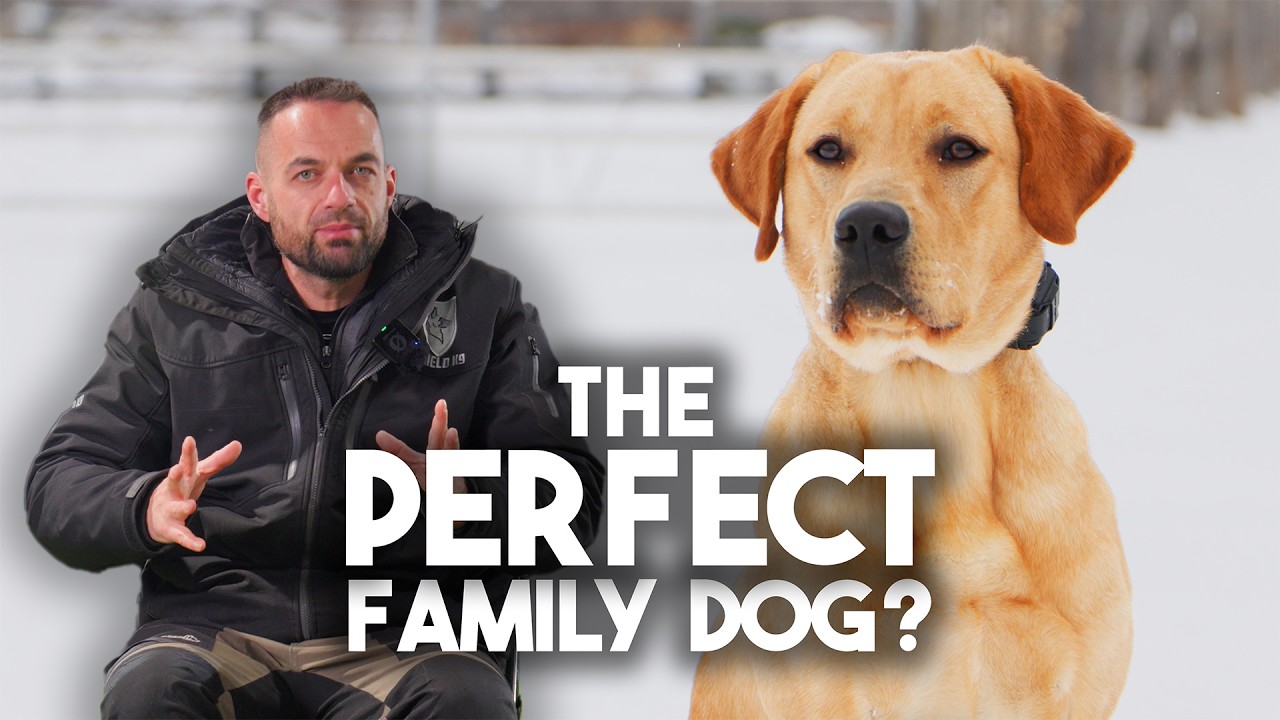 Professional Trainer Reviews Labrador Retriever 