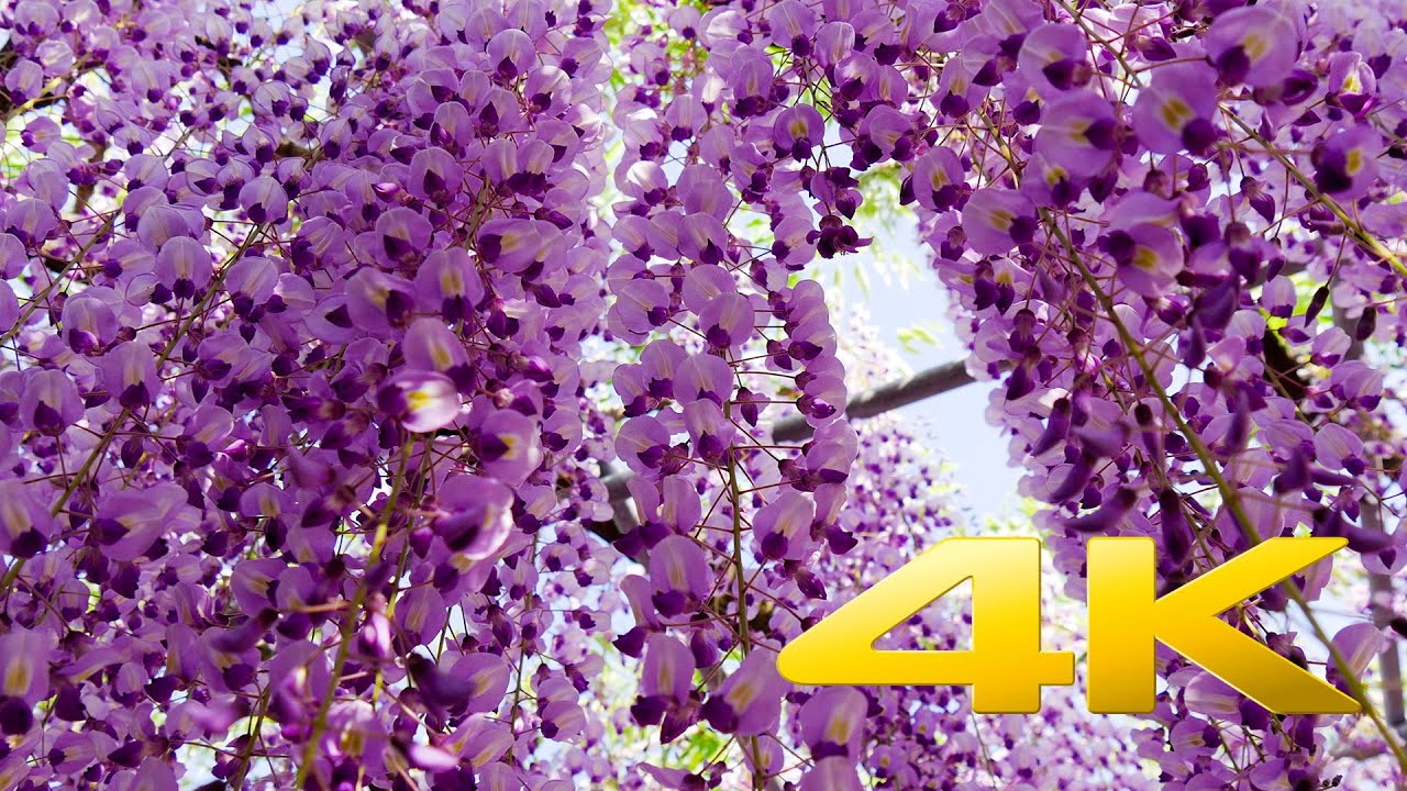 Wisteria Festival Ashikaga Park - Tochigi  - あしかがフラワーパーク - 4K Ultra HD