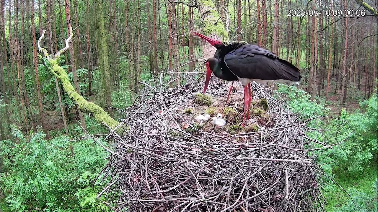 10 maj 2025 rodzinne sprawy Flork&oacute;w 🤭Transmisja z gniazda bocian&oacute;w czarnych RDLP w Łodzi