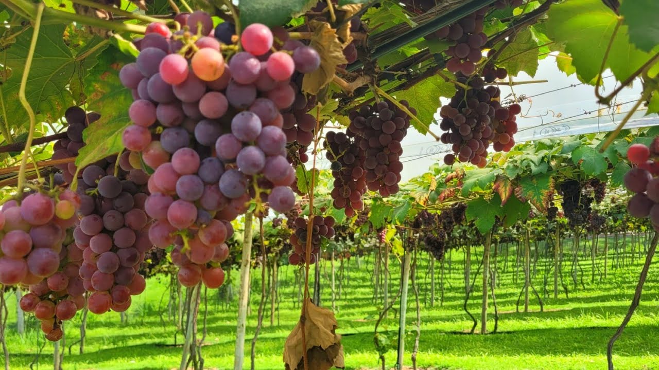 Fomos conhecer as vinícolas em São Roque