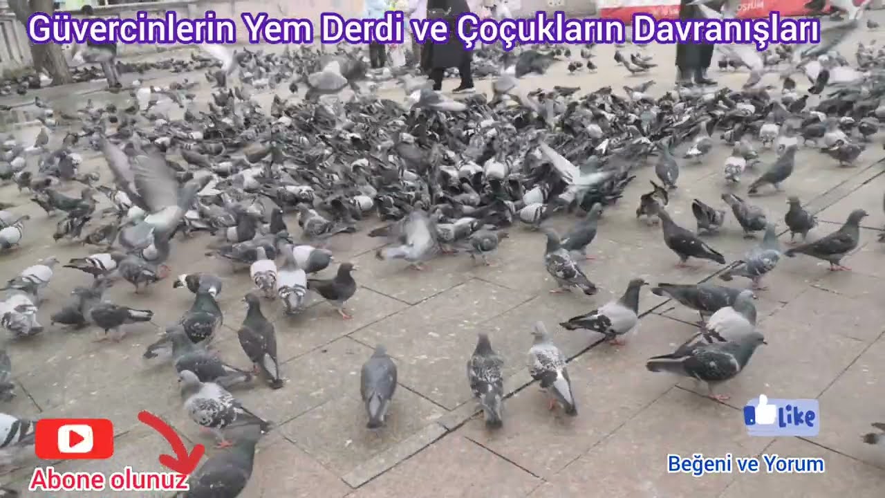 Güvercinler ile Çocukların Davranışlarını GÖZLEMLEDİM