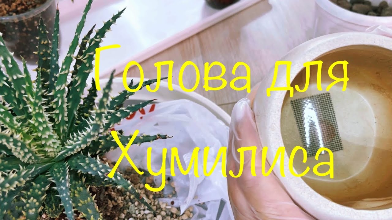 Пересадка алоэ хумилис