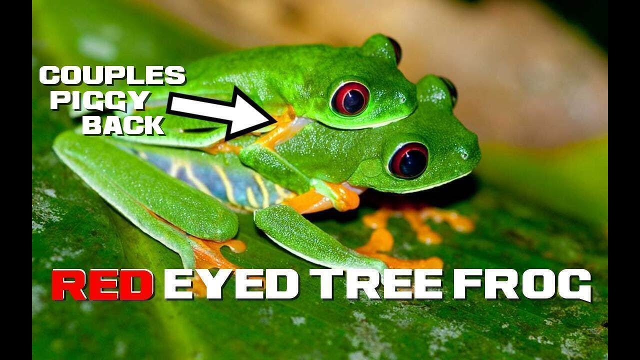 10 Red Eyed Tree Frog Facts - The Piggybacking Surprise Frog - Animal a Day