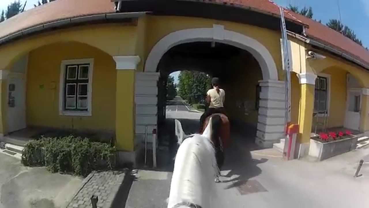 Trail riding Babolna - Shagya V-2