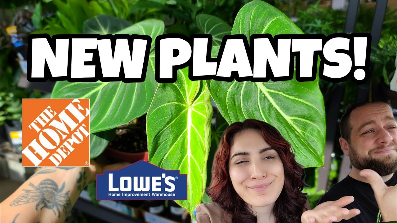 NEW RARE PLANT AT LOWE'S!! 😍 Philodendron Gloriosum has arrived at big box stores!! 🌿 Plant Shopping