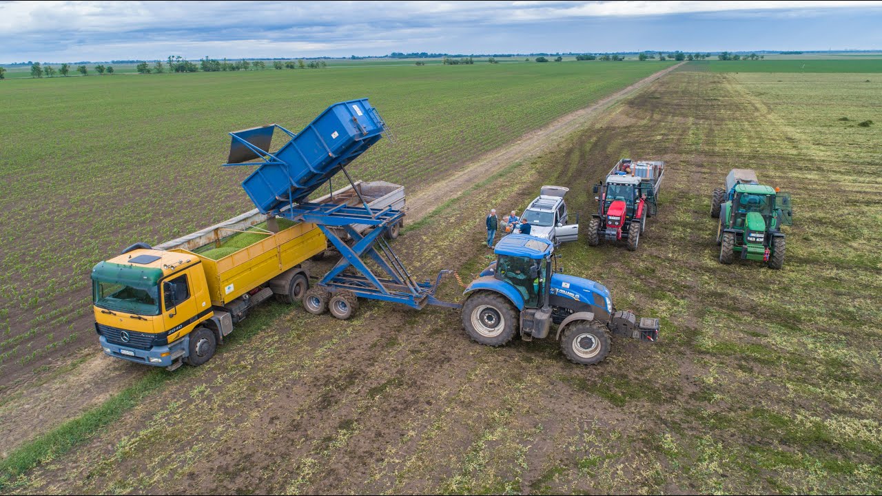 Borsó aratás 2020 | 2x PMC | New Holland T7.210 | Pea harvest ★ Petits Pois
