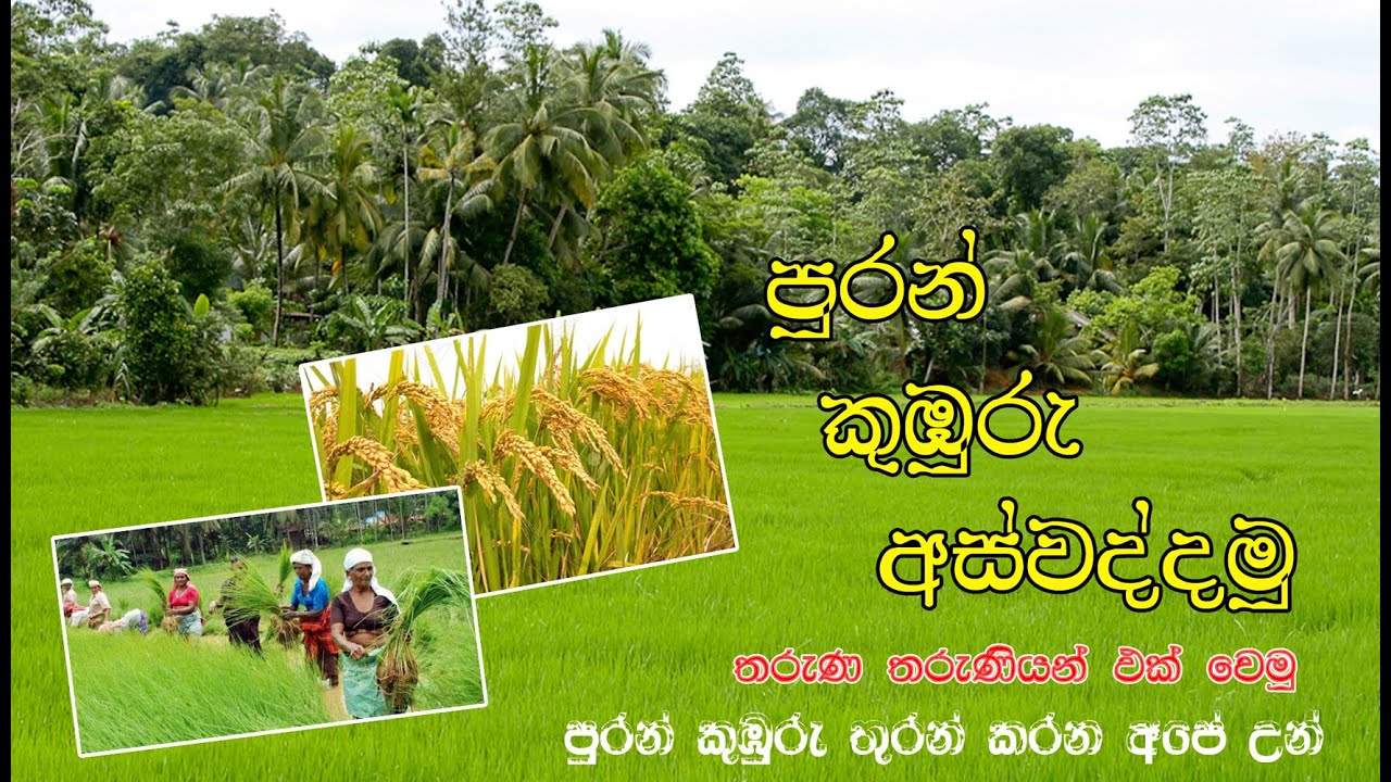 sri lankawe puran kuburu aswaddamu  පුරන් කුබුරු අස්වැද්දුම.  පුරන් කුඹුරු තුරන් කරන අපේ උන්