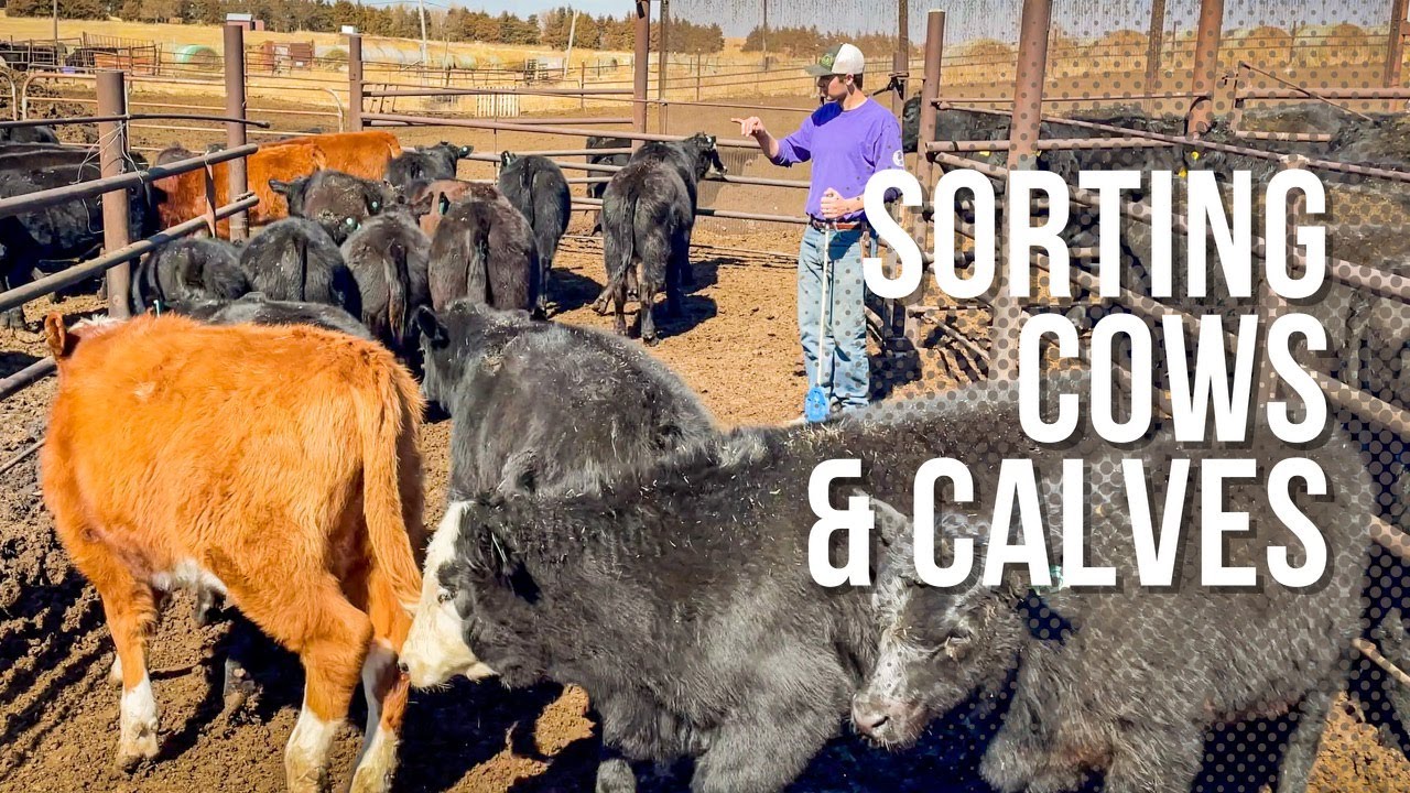 Rounding Up CATTLE