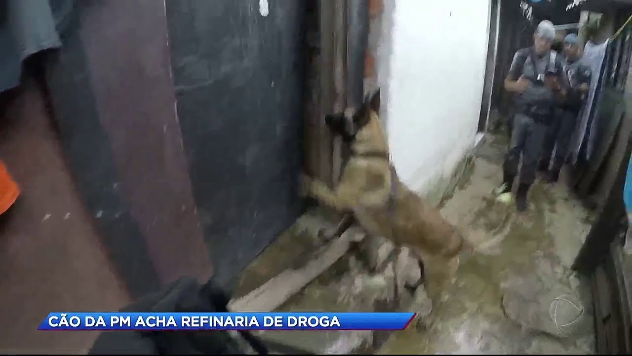 Cão da PM ajuda a encontrar refinaria de drogas em SP