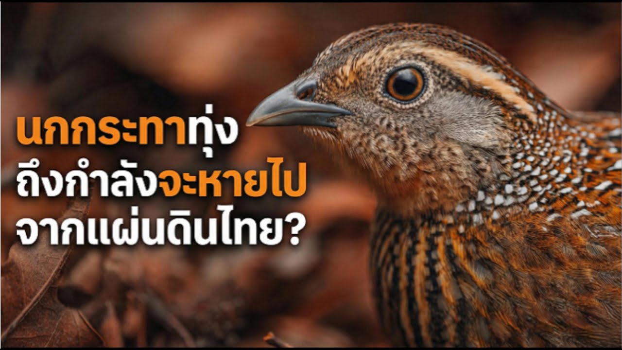 นกกระทาทุ่ง ถึงกำลังจะหายไปจากแผ่นดินไทย?