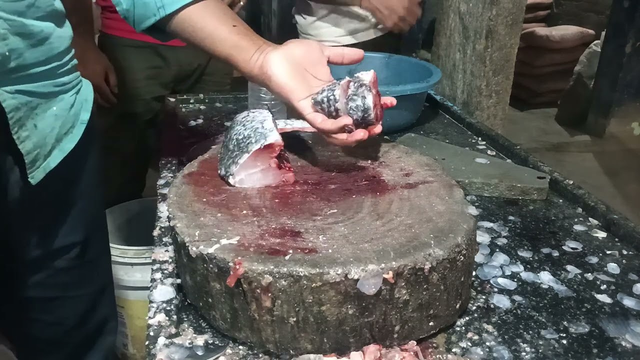 Katla fish video 