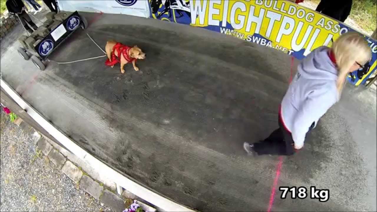 Weightpull EWPL - Chilli @ Swedish Championship