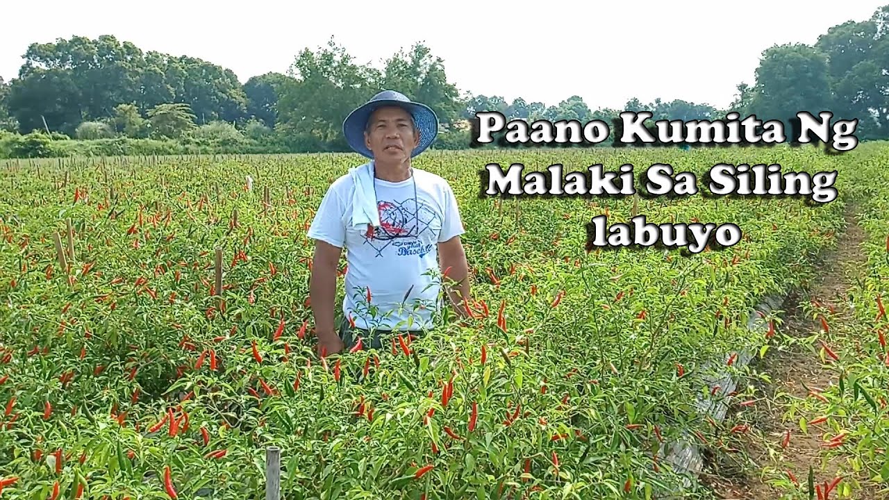 Paano Kumita Ng Malaki Sa Siling Labuyo || By:Tata Johnny's TV || Vlog # 7