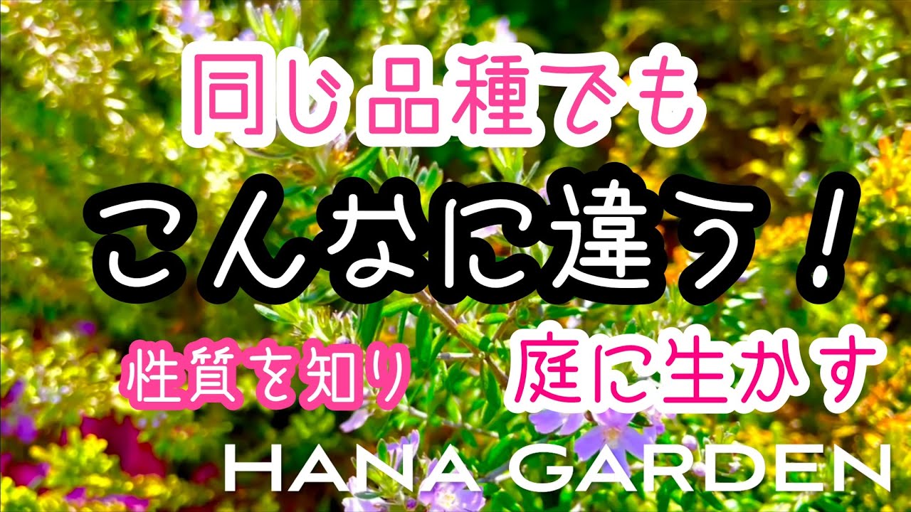 ガーデニング ラベンダー・ローズマリー・シモツケ・ウェストリンギアのそれぞれの種類と特徴｜同じ名前でも見た目や性質は違う