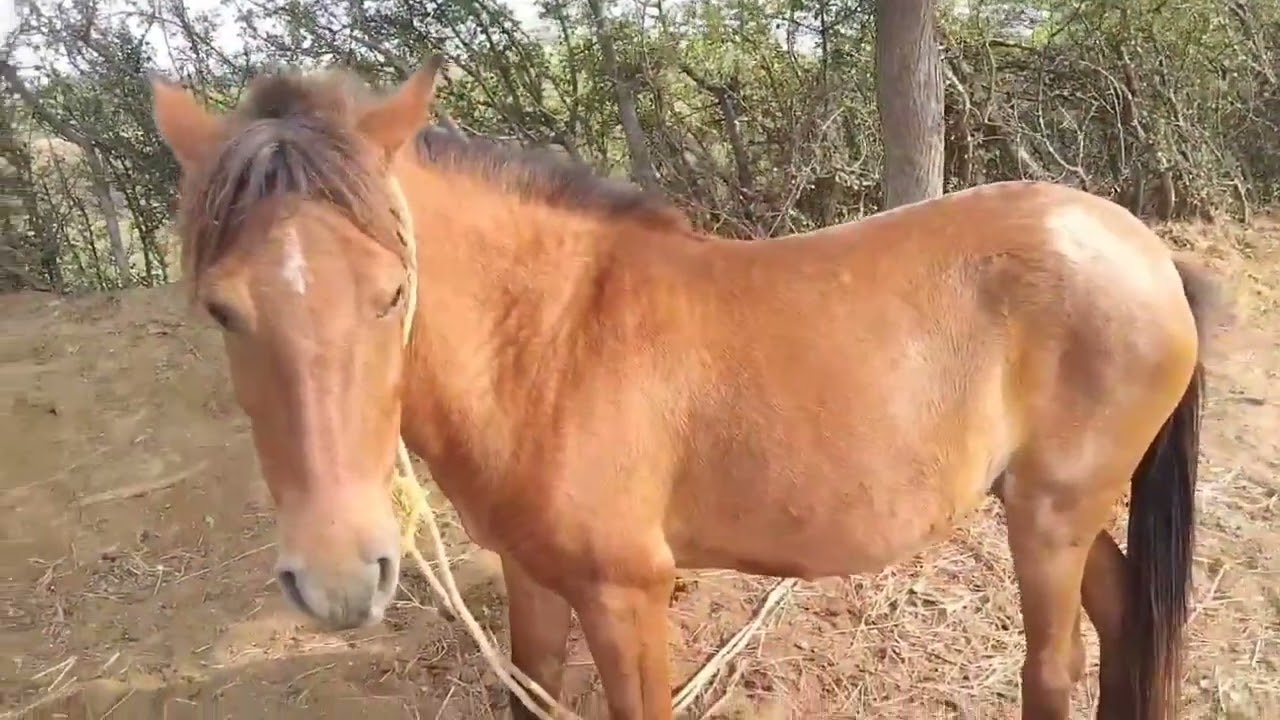 விற்பனைக்கான நம் பண்ணையின் புதிய நாட்டு குதிரை|Lakshmi integrated farm🔥🔥🔥
