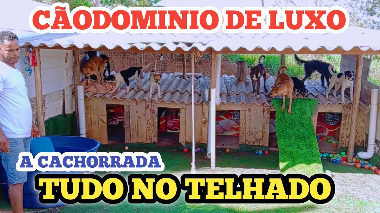 A cachorrada toda em cima do do telhado do cãodominio de luxo kkkk #caodominio 