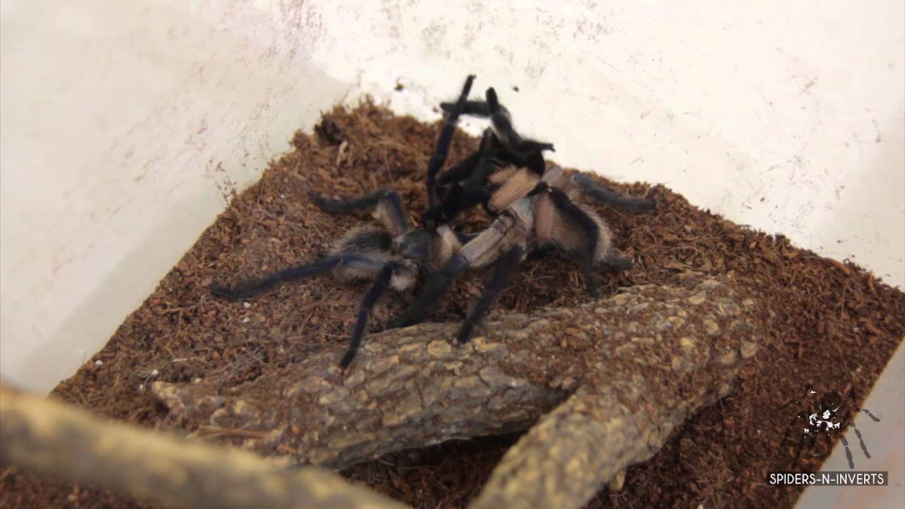 Tarantula Mating: Monocentropus balfouri (Socotra Island Baboon): Spiders-N-Inverts #25