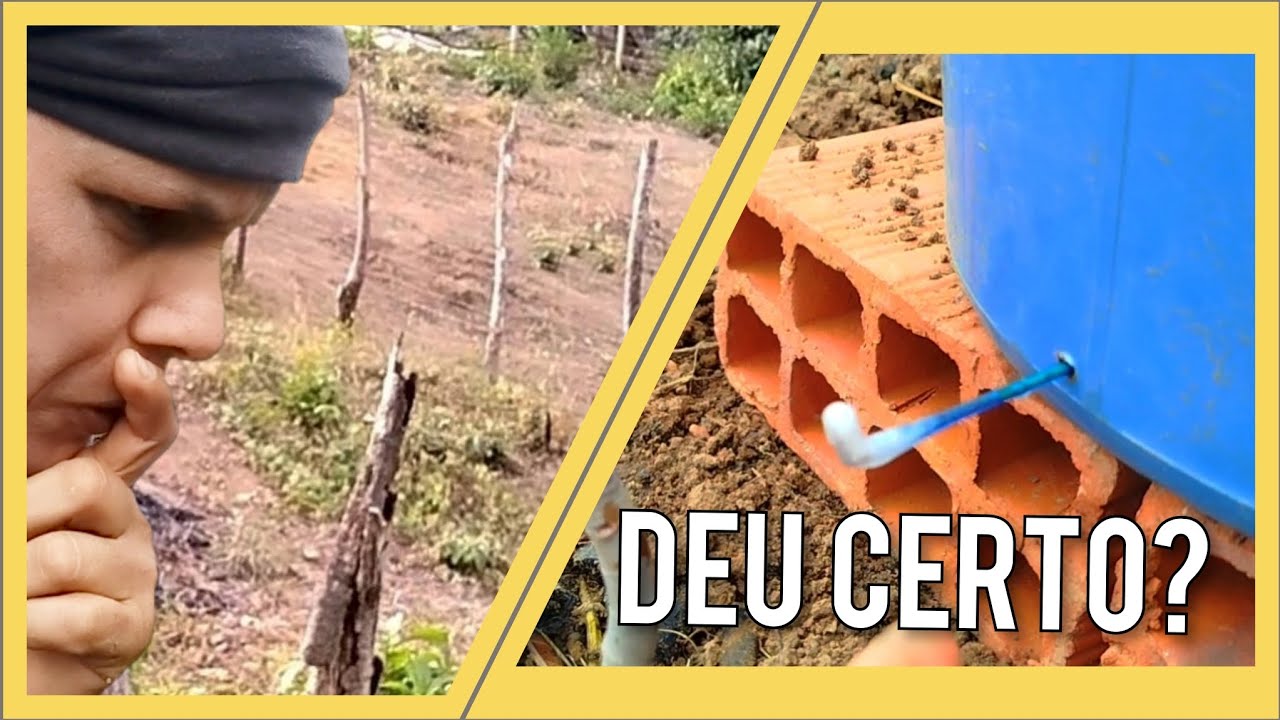 Reguei minhas frutíferas sozinha no sítio do zero (sem gastar nada)