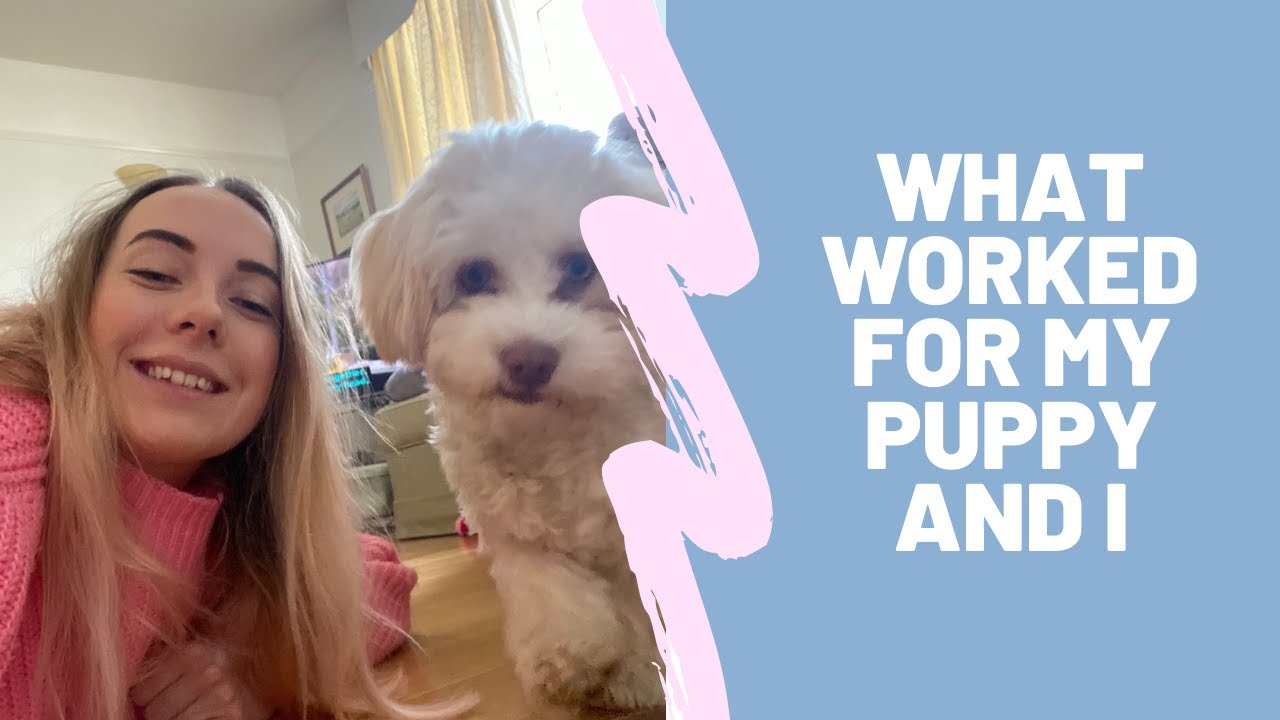 Puppy tips (including tips for Havanese) — using a crate, grooming and off-lead training