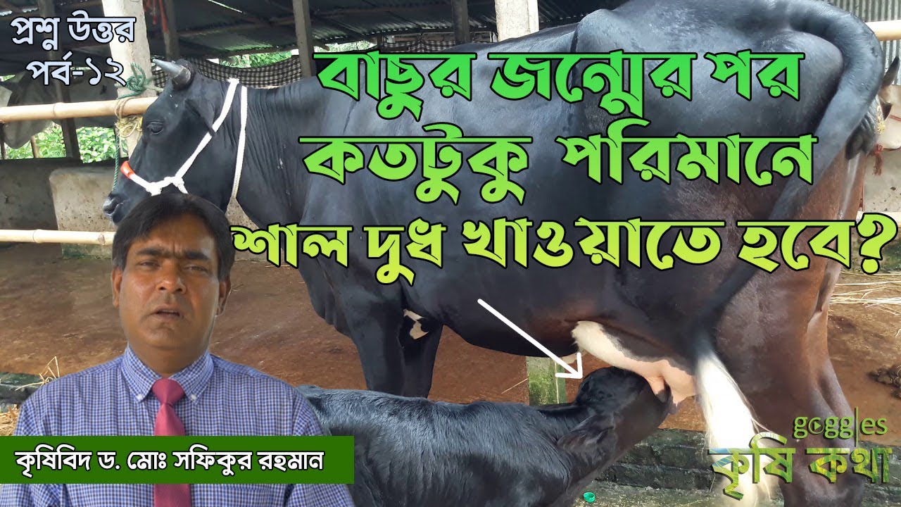 বাছুর জন্মের পর কতটুকু পরিমানে শাল দুধ খাওয়াতে হবে ? প্রশ্ন-উত্তর পর্ব -১২ | কৃষি কথা