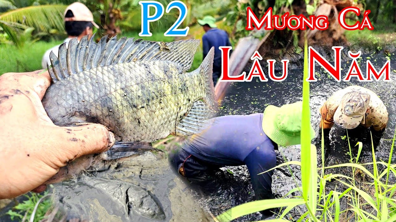Số 13 : Tác Mương Vườn Lâu Năm Bắt Cá Đồng Khủng Miền Tây P2