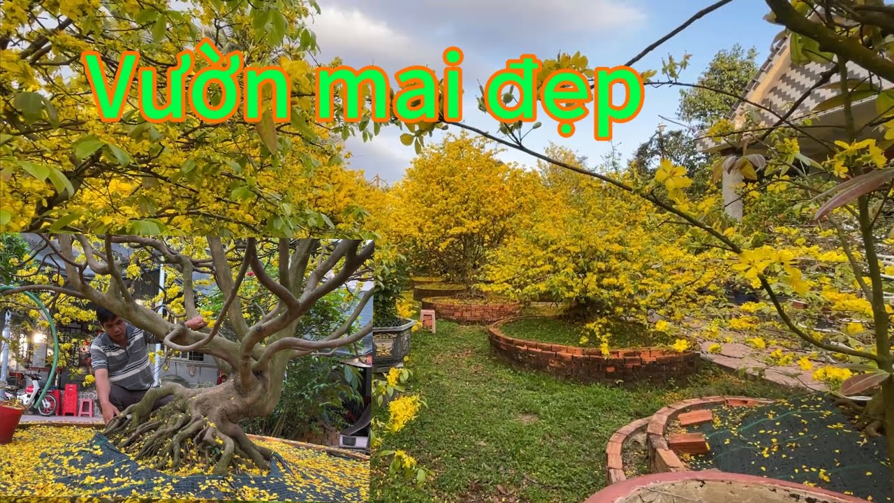 Ngắm vườn mai đẹp ,ở cai lậy tiền Giang