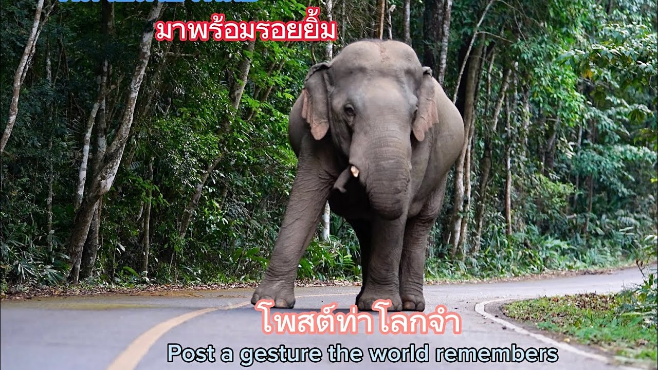 Ep 478 พลายเดี่ยวหลับ โชว์ท่ายืนที่โลกจำ#เขาใหญ่ #wildlife #elephant #ช้างป่า #wildlife #ช้าง