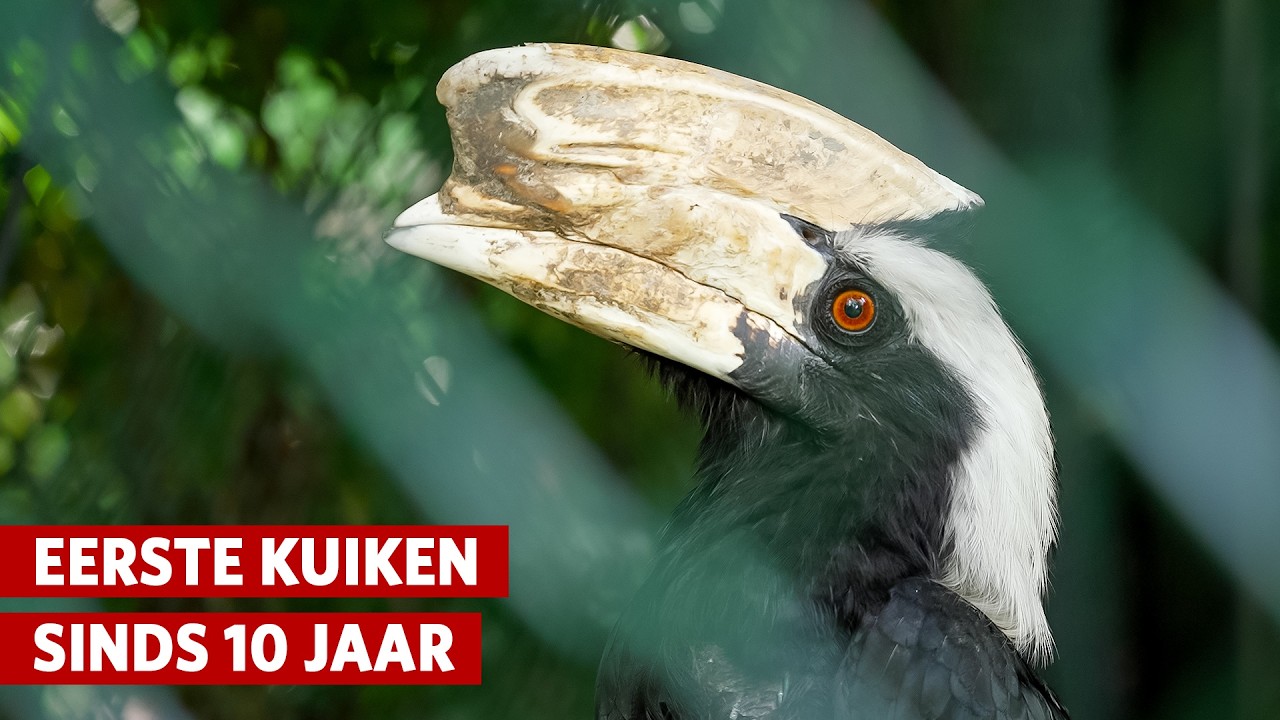 Bijzondere geboorte! Kunstmatige inseminatie bij de zwarte neushoornvogels🐣