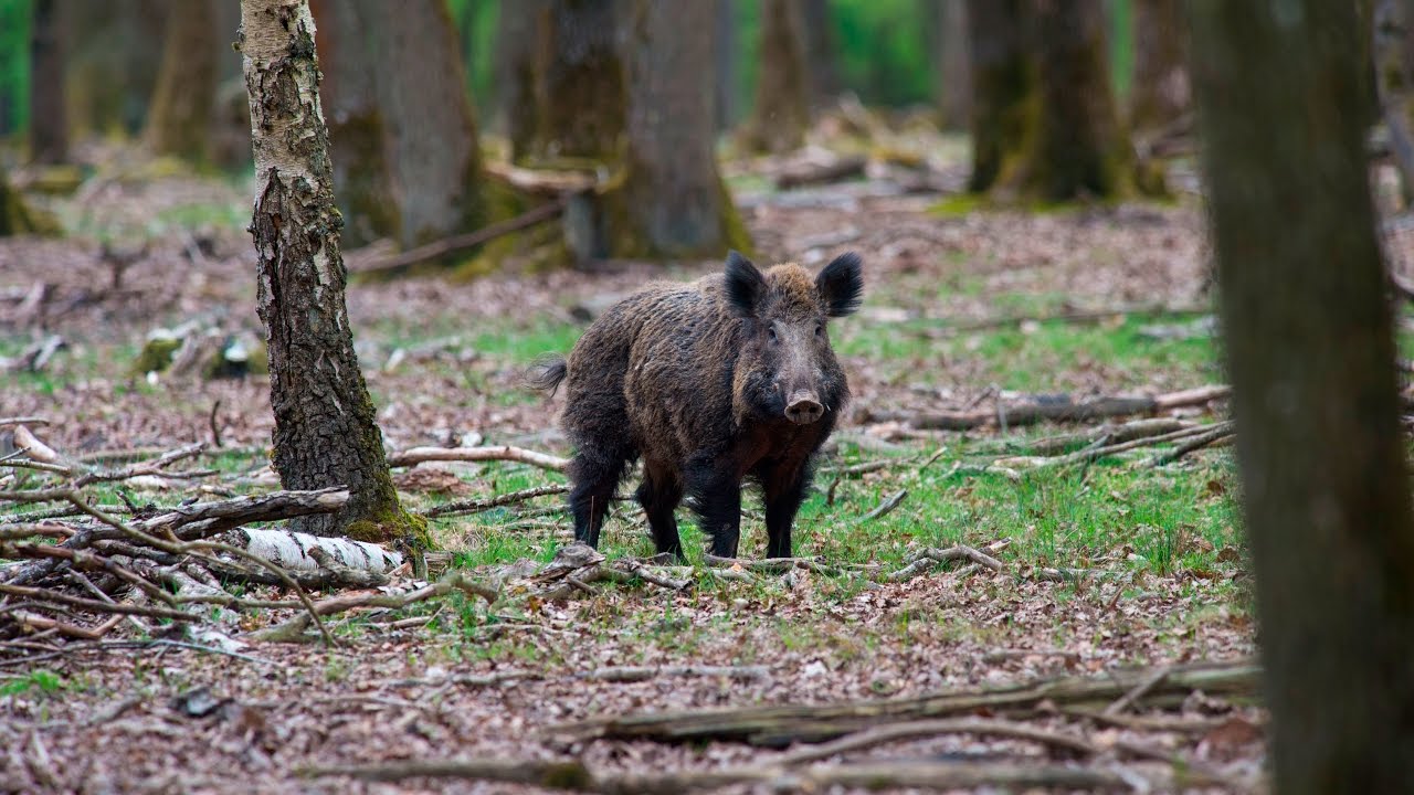 La faune sauvage de Rambouillet filmée au plus près