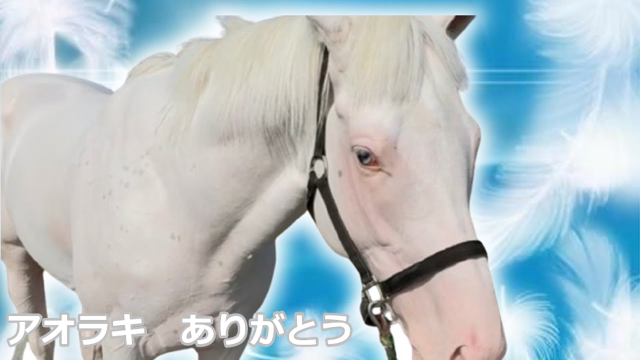 アオラキ安らかに・・素敵な思い出ありがとう
