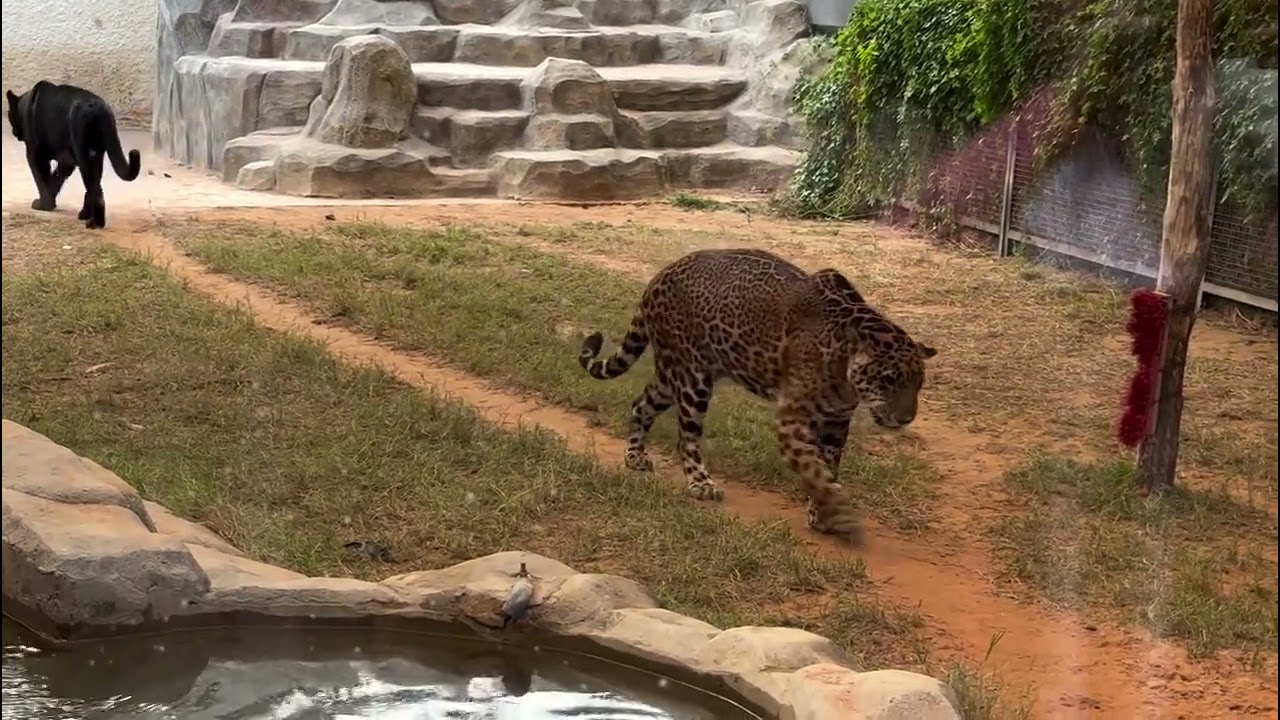 Riyadh Zoo Walkthrough | Full Visit Highlights