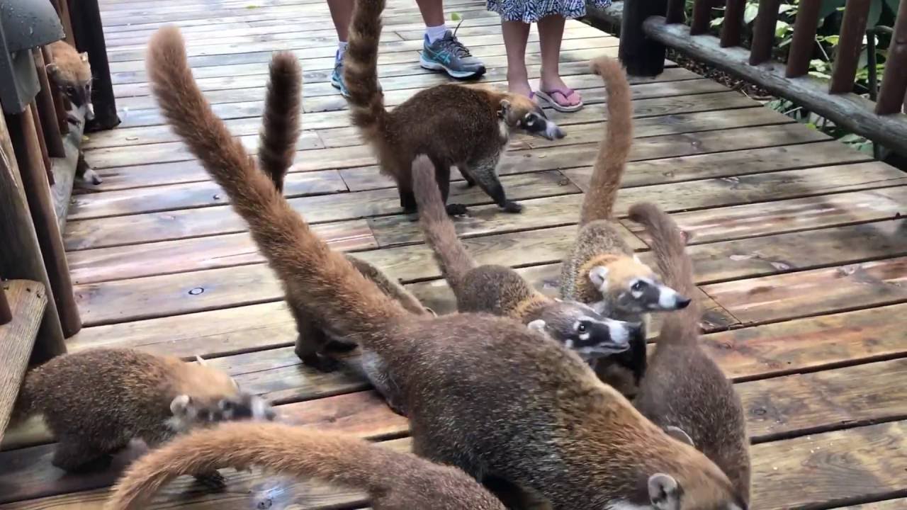 Coati Feeding in Playa Del Carmen