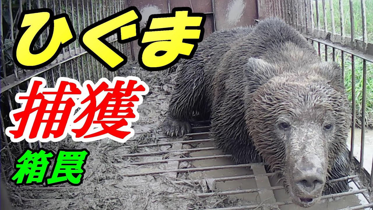 ひぐま 捕獲 !