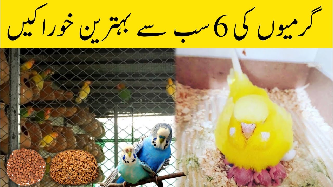 6 summer foods | June & July diet plan for all birds | Summer softfoods budgies parrots