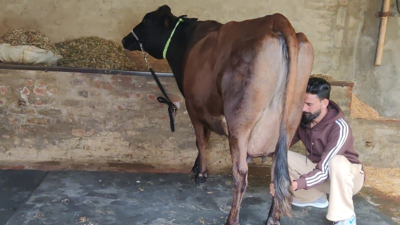 ਇਕ ਜਰਸੀ ਗਾਂ 20 ਤੋਂ ਪਲਸ ਵਾਲੀ ਪਿੰਡ ਸੰਧੂ ਵਾਜਬ ਰੇਟ