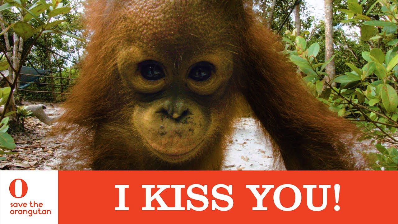 I kiss you! - Save the Orangutan