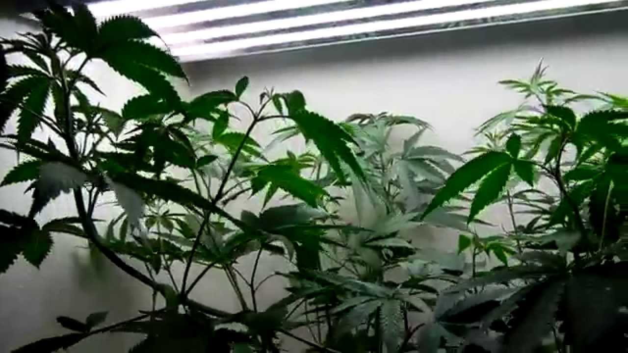 CannaVenture SFVOGxOrtega Update 10