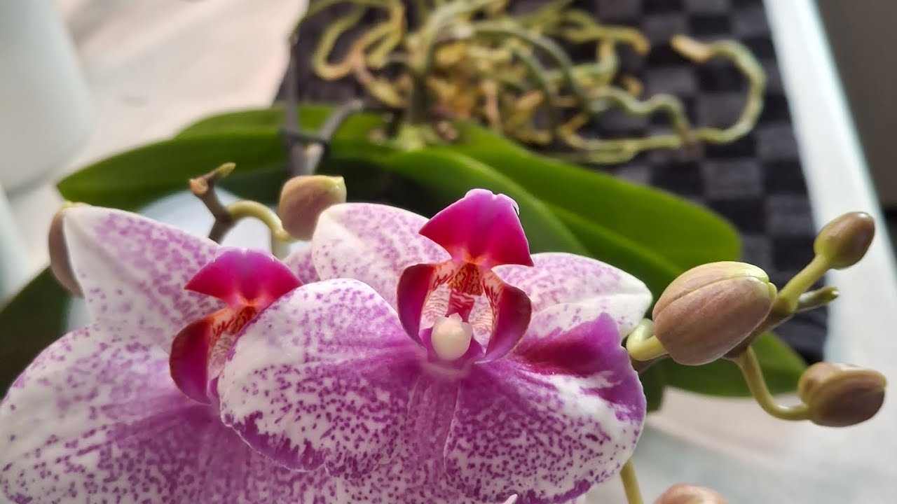 Phalaenopsis Schmetterlingsorchidee gerettet & ins neue Zeolith Substrat gepflanzt in Hydro