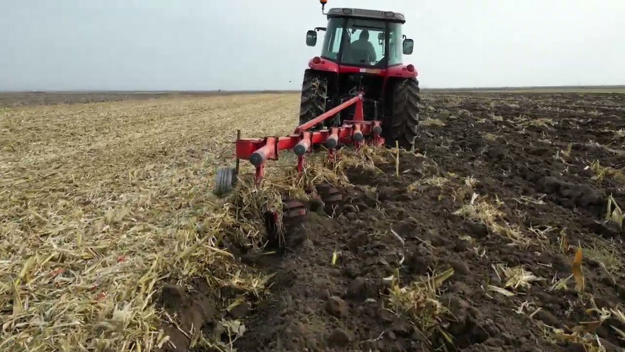 MASSEY FERGUSON 6460 - ÜNLÜ PULLUK - MISIR YERİ SÜRÜMÜ - DRONE ÇEKİMİ