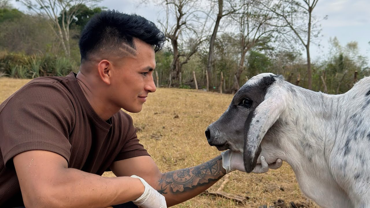 YA NACIÓ EL NUEVO MIEMBRO DEL CORRAL “Benjamín” el Toro Colombiano 