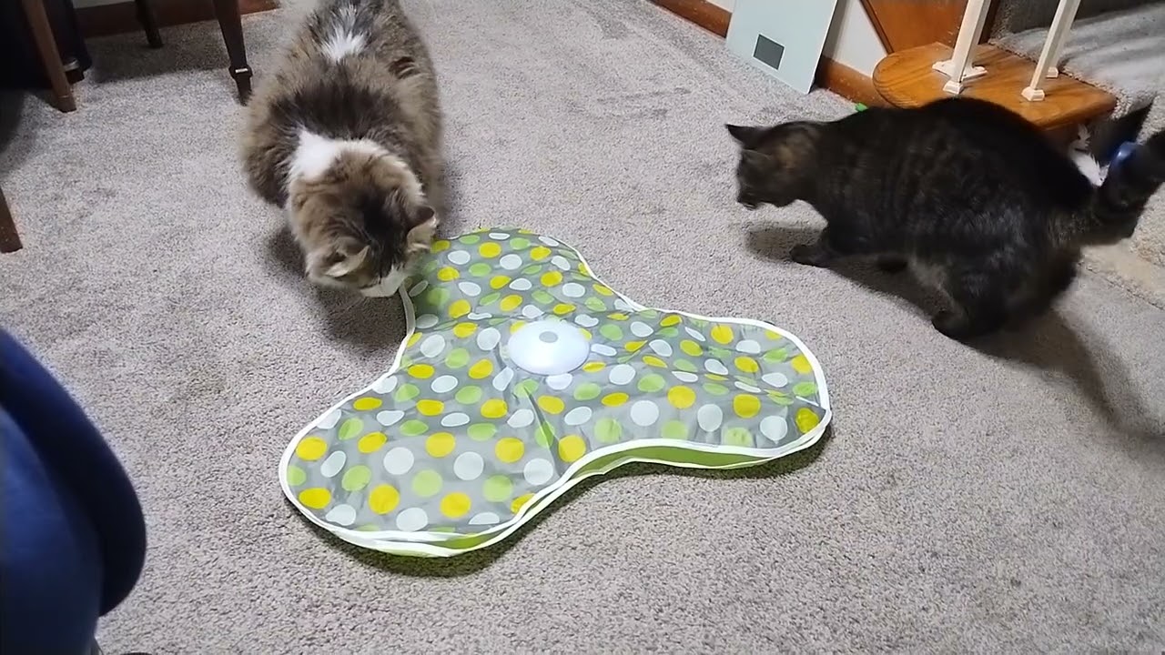 Cats Love Their P43 Smart Cat Toy