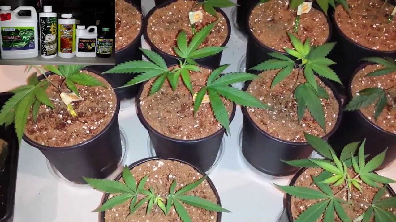How to grow cannabis in coco. Clone to coco transplant