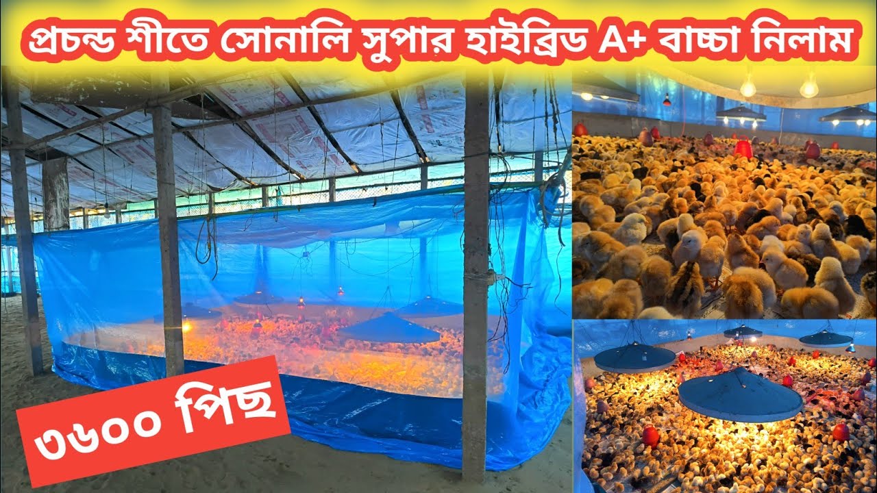 আন্ডার রেটে সোনালি সুপার হাইব্রিড A+ বাচ্চা নিলাম। ৩৬০০ পিছ
