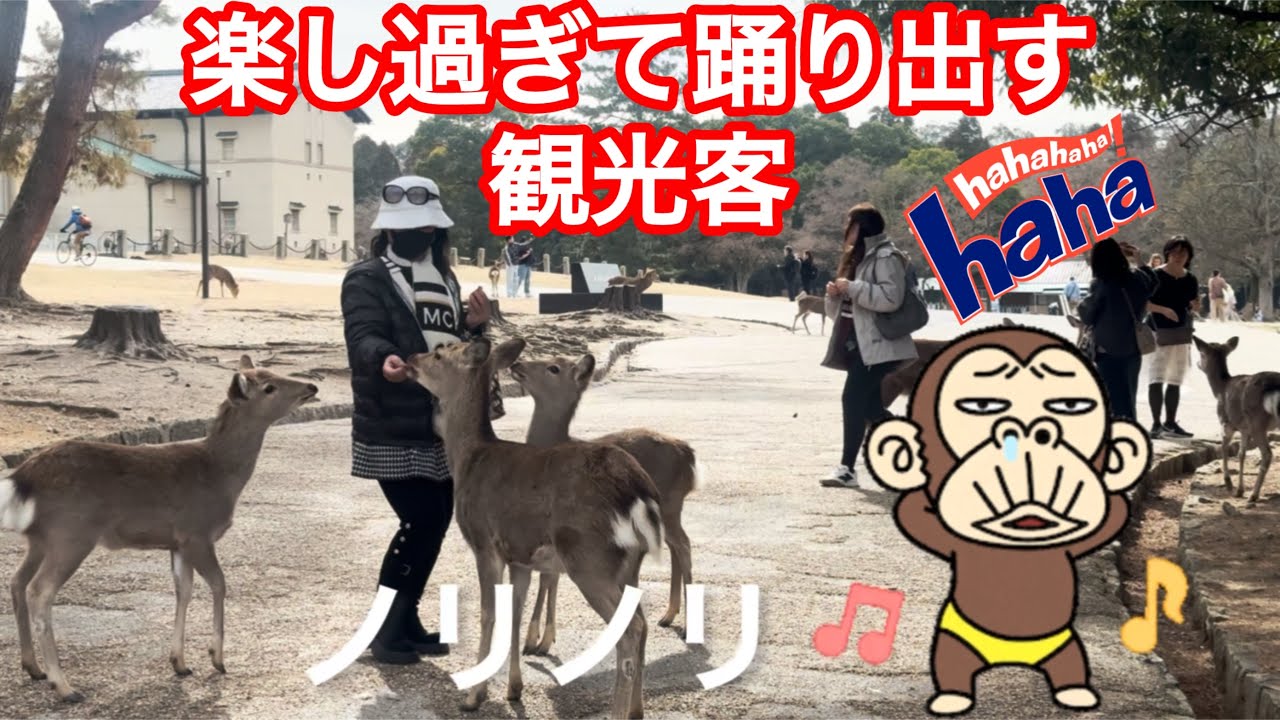 楽し過ぎて踊り出す観光客💃ノリまくり😆NARA  PARK🫎