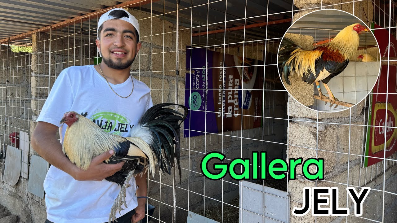 Visitamos GALLERA JELY (Aprende todo sobre cómo es criador GALLOS 🐔🤠