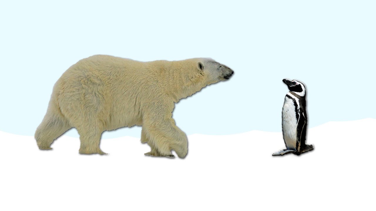 Eisbär und Pinguin